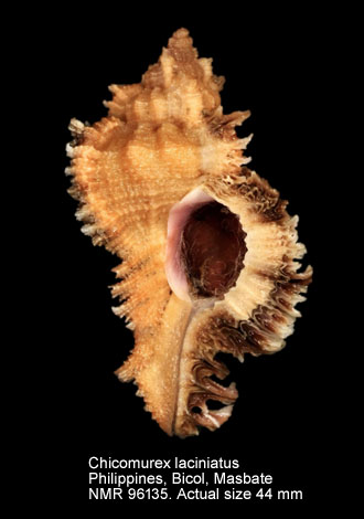 Chicomurex laciniatus (4).jpg - Chicomurex laciniatus (G.B.Sowerby,1841)